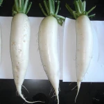 Radish / Fresh Radish/Fresh Carrots/Chili Pepper/Bell Pepper