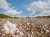 Import Raw Cotton from Ukraine