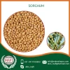 Standard Brand High Quality Sorghum at Very Low Rate