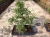 Import Ulmus ( Chinese Elm) bonsai tree S shape from China