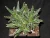 Import Viktooria agaav Succulent Natural Green Plant Indoor Outdoor from China