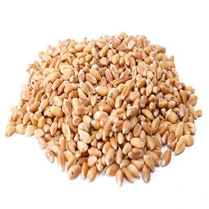 WHEAT (protein 11.75 and nature 750)
