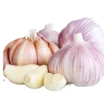 Wholesale 2020 new fresh garlic supplier normal white garlic