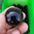 Import Wholesale crystal rocks ball black obsidian sphere ball shaped crystals from China