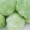 Wholesale Fresh Cabbage