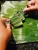 Import Wholesale Green Natural Banana Leaf from Viet Nam from Vietnam