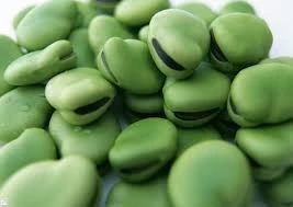 wholesale high quality dried broad beans/fava beans price
