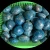 Wholesale Natural Polished Blue Apatite Palm Stones crystal healing stones for massage