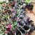 Import Wholesale promotion Calathea roseopicta ornamental foliage live plants bonsai from China