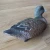 Import Widgeon duck Widgeon floater Widgeon decoy from China