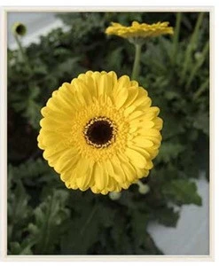 Yellow Daisy Flower  Highlands Fresh Cut Flowers -