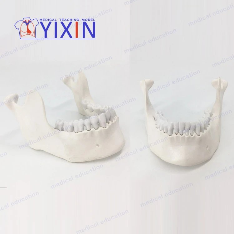 YIXIN/ Customizable lower jaw model with tooth for education training,dental tooth model