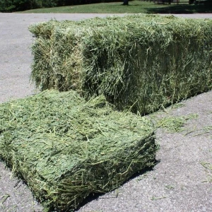 High-Protein Alfalfa Hay – Sun-Dried, Premium Animal Feed for Livestock & Horses