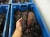 Import sea cucumber patallus mollis from peru from Peru