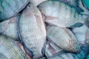 Frozen Price Per Kg Fresh Fish Tilapia