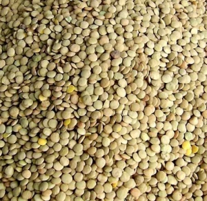 Wholesale High Quality Lentils