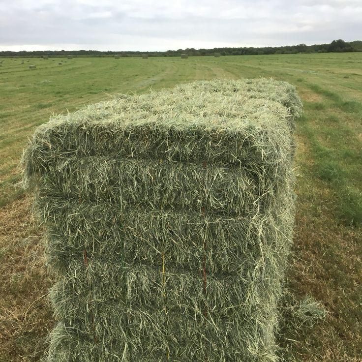 Buy High-protein Alfalfa Hay – Sun-dried, Premium Animal Feed For ...