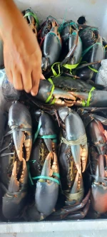 Live mud crabs