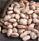 Organic Pinto Beans Sugar Beans / Kidney Beans / Red Kidney Beans