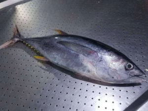 Quality Cheap Atlantic Frozen Tuna /horse Mackerel Fish