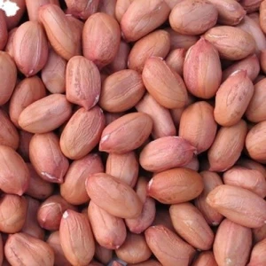 Raw Red Peanut Kernels Clean Raw Groundnuts