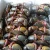 Import Wholesale Live Mud Crab / Frozen Mud Crab Price / Fresh Live Mud Crab Wholesale From Thailand from Norway