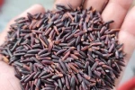 VIETNAM SUNRISE INS - BLACK RICE