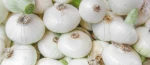 Bulk Italian Pearl Onions supplier stock