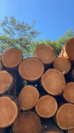 Premium Japanese Larch Logs Bulk Supply High Quality Timber Export Grade Material