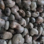 RAW CASHEW NUTS FOR SALE