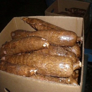 FRESH CASSAVA HIGH QUALITY AND BEST PRICES