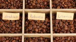 Arabica and Robusta Coffee beans