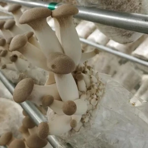 King Oyster mushroom spawn growing bag