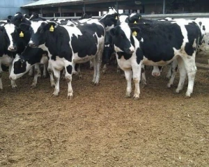 Pregnant Holstein Heifers Cattle /Holstein cattle