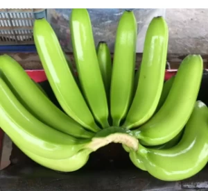Top Quality Fresh Green Cavendish Banana in wholesale Export Price