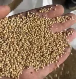 White Millet