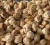 Import OFFER OF FRESH SEMI HUSKED COCONUT HIGH QUALITY THE BEST PRICE FROM CAMEROON from Cameroon