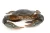 Import Mud Crab from Indonesia