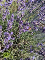 Dried English lavender bundles
