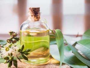 Eucalyptus Essential Oil