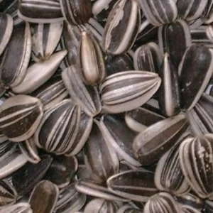 High Quality Sunflower Seed kernels / Nuts Available For Sale