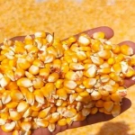 white, yellow current crop maize