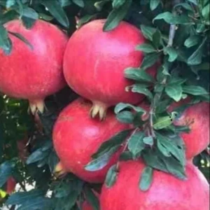 Pomegranates from Turkey Fast Shipping high quality Pomegranates