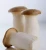 Import King Oyster mushroom spawn growing bag from China