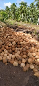 Coco Peat