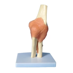 Human Plastic Elbow Joint Anatomical Teaching Model