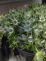 Eryngium (Sea Holly):Botanical Name: Eryngium alpinum / Eryngium planum
