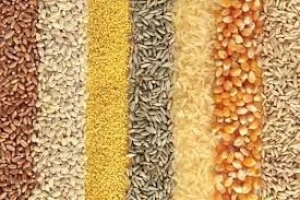 Grain - Rice, Corn, Wheat, Basmati Rice, Millet, Barley, Oats,