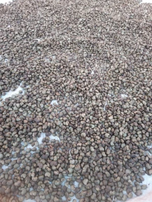 Codro cashew nuts