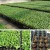 200 Cells Plastic Seeding Nursery Trays Green for Plant